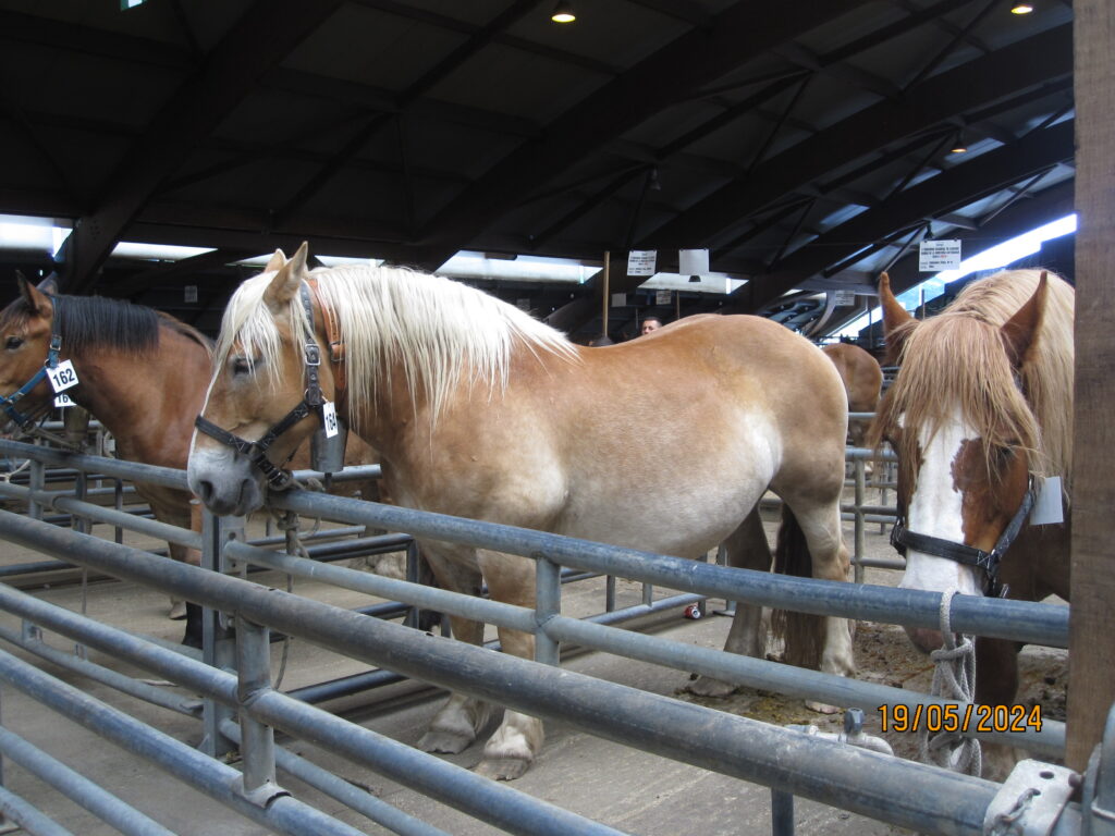 Concurso Equino 2024